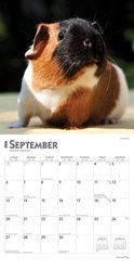 Guinea Pigs 2026 Square Flap Wall Calendar slide 2 of 4
