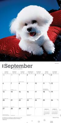 Show full view: Bichon Frise 2026 Square Flap Wall Calendar slide 4 of 4