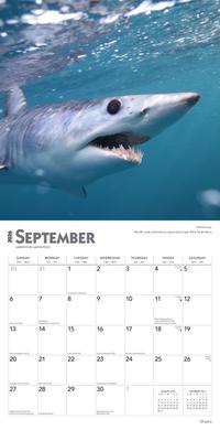 Show full view: Sharks 2026 Square Flap Wall Calendar slide 4 of 4