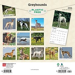 Greyhounds 2026 Square Flap Wall Calendar slide 2 of 4