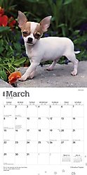 Chihuahua Puppies 2026 Square Flap Wall Calendar slide 2 of 4