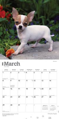 Show full view: Chihuahua Puppies 2026 Square Flap Wall Calendar slide 3 of 4