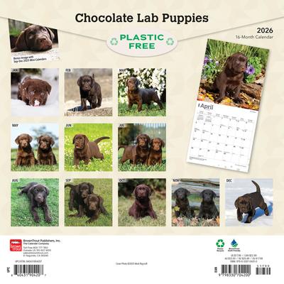 Show full view: Labrador Retriever Puppies, Chocolate 2026 Square Flap Wall Calendar slide 2 of 4