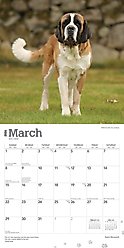 Saint Bernards 2026 Square Flap Wall Calendar slide 2 of 4