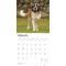 Show in main carousel: Saint Bernards 2026 Square Flap Wall Calendar slide 3 of 4