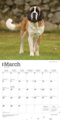 Show full view: Saint Bernards 2026 Square Flap Wall Calendar slide 3 of 4