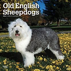 Old English Sheepdogs 2026 Square Flap Wall Calendar