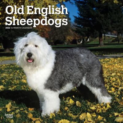 Show full view: Old English Sheepdogs 2026 Square Flap Wall Calendar slide 1 of 4