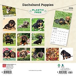 Dachshund Puppies 2026 Square Flap Wall Calendar slide 2 of 4