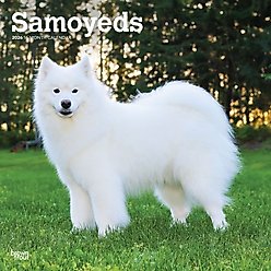 Samoyeds 2026 Square Flap Wall Calendar