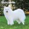 Show in main carousel: Samoyeds 2026 Square Flap Wall Calendar slide 1 of 4