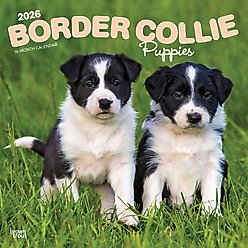 Border Collie Puppies 2026 Square Flap Wall Calendar