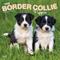 Show in main carousel: Border Collie Puppies 2026 Square Flap Wall Calendar slide 1 of 4