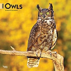 Owls 2026 Square Flap Wall Calendar
