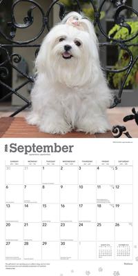 Show full view: Maltese 2026 Square Flap Wall Calendar slide 4 of 4