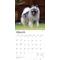 Show in main carousel: Keeshonden 2026 Square Flap Wall Calendar slide 3 of 4