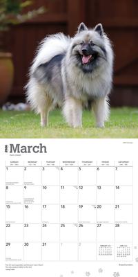 Show full view: Keeshonden 2026 Square Flap Wall Calendar slide 3 of 4