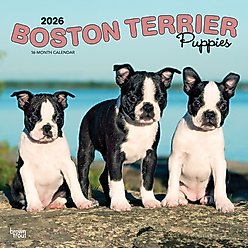 Boston Terrier Puppies 2026 Square Flap Wall Calendar