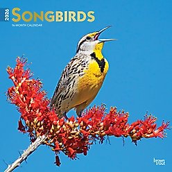 Songbirds 2026 Square Flap Foil Wall Calendar
