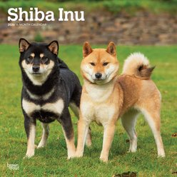 Shiba Inu 2026 Square Flap Wall Calendar