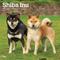 Show in main carousel: Shiba Inu 2026 Square Flap Wall Calendar slide 1 of 4