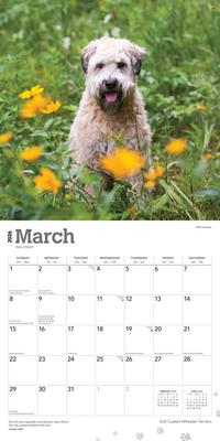 Show full view: Wheaten Terriers, Soft Coated 2026 Square Flap Wall Calendar slide 3 of 4