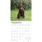 Show in main carousel: Australian Kelpies 2026 Square Flap Wall Calendar slide 4 of 4