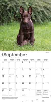 Show full view: Australian Kelpies 2026 Square Flap Wall Calendar slide 4 of 4