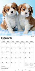 Cavalier King Charles Spaniel Puppies 2026 Square Flap Wall Calendar slide 2 of 4
