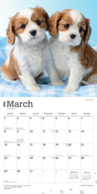 Show full view: Cavalier King Charles Spaniel Puppies 2026 Square Flap Wall Calendar slide 3 of 4