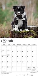 Border Collie Puppies 2026 Square Flap Wall Calendar slide 2 of 4