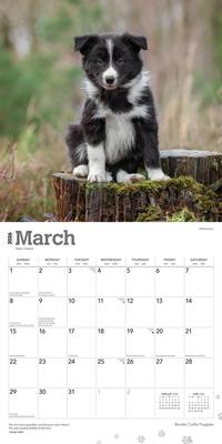 Show full view: Border Collie Puppies 2026 Square Flap Wall Calendar slide 3 of 4