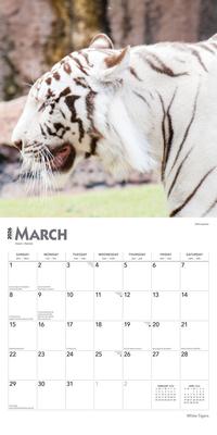 Show full view: White Tigers 2026 Square Flap Wall Calendar slide 3 of 4