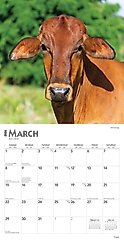 Cows 2026 Square Flap Wall Calendar slide 2 of 4