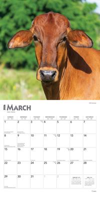 Show full view: Cows 2026 Square Flap Wall Calendar slide 3 of 4