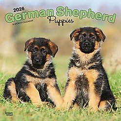 German Shepherd Puppies 2026 Square Flap Wall Calendar