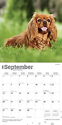 Cavalier King Charles Spaniels 2026 Square Flap Wall Calendar slide 2 of 4