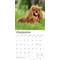 Show in main carousel: Cavalier King Charles Spaniels 2026 Square Flap Wall Calendar slide 4 of 4