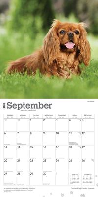 Show full view: Cavalier King Charles Spaniels 2026 Square Flap Wall Calendar slide 4 of 4