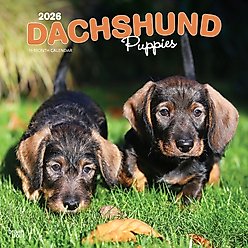 Dachshund Puppies 2026 Square Flap Wall Calendar