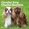 Show in main carousel: Cavalier King Charles Spaniels 2026 Square Flap Wall Calendar slide 1 of 4