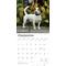Show in main carousel: Jack Russell Terriers 2026 Square Flap Wall Calendar slide 4 of 4