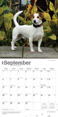 Show full view: Jack Russell Terriers 2026 Square Flap Wall Calendar slide 4 of 4