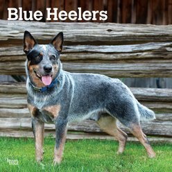 Blue Heelers 2026 Square Flap Wall Calendar