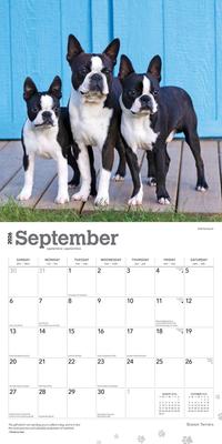 Show full view: Boston Terriers 2026 Square Flap Wall Calendar slide 4 of 4