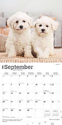 Bichon Frise Puppies 2026 Square Flap Wall Calendar slide 2 of 4
