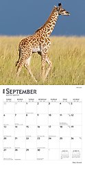 Baby Animals 2026 Square Flap Wall Calendar slide 2 of 4