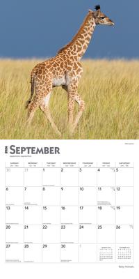Show full view: Baby Animals 2026 Square Flap Wall Calendar slide 4 of 4
