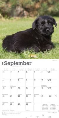 Show full view: Schnauzer Puppies 2026 Square Flap Wall Calendar slide 4 of 4