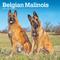 Show in main carousel: Belgian Malinois 2026 Square Flap Wall Calendar slide 1 of 4